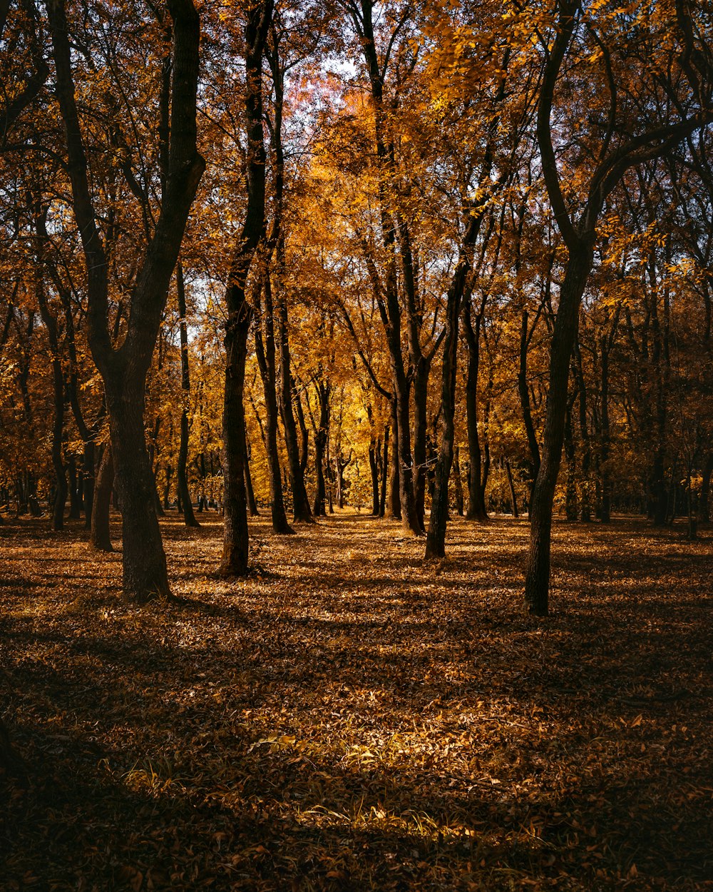 forest walk during daytime