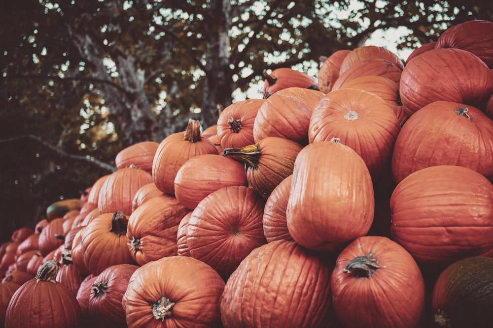 pile of pumpkins