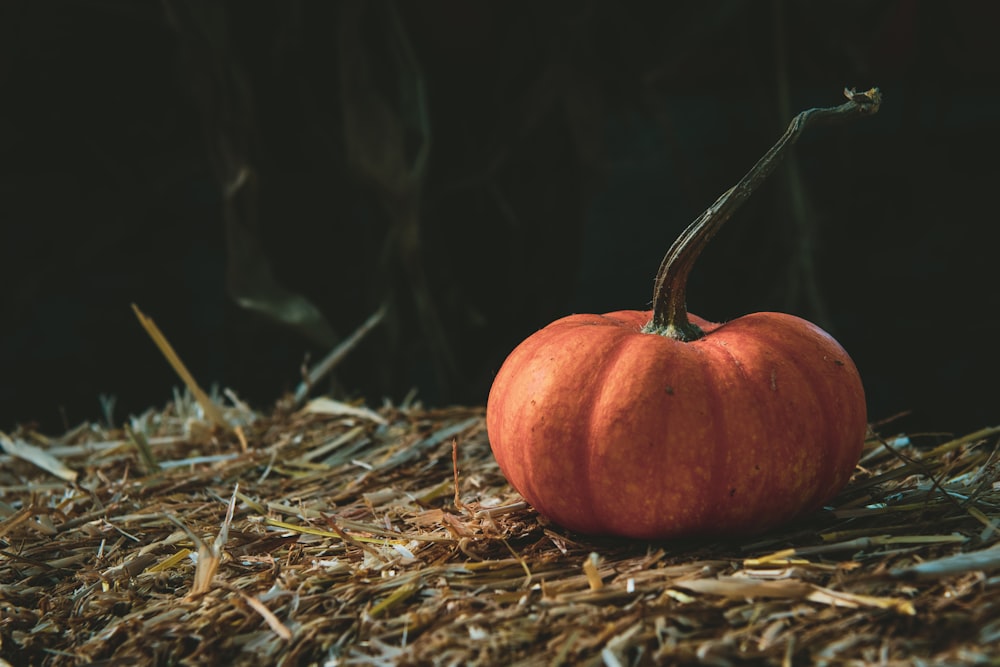 selective focus photography of pumpkin