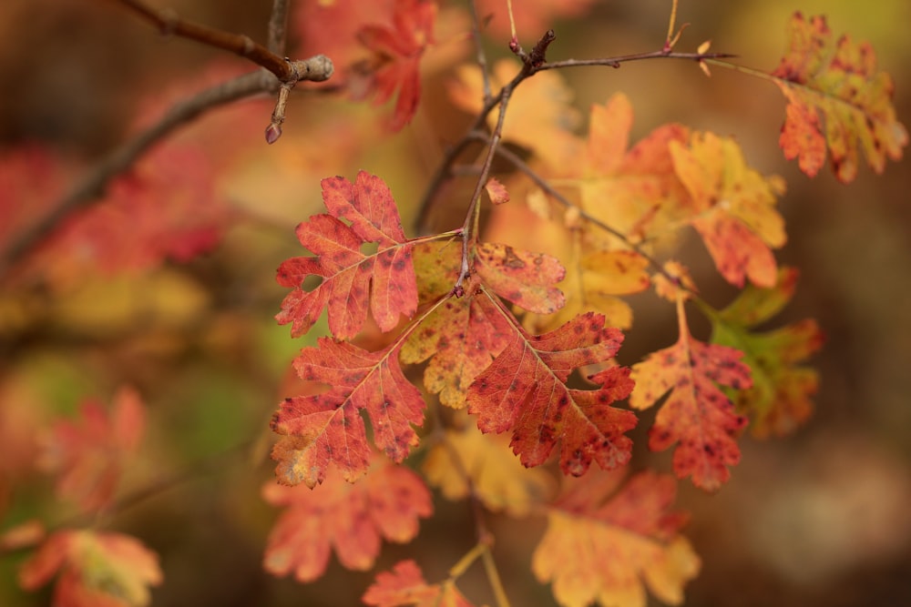 wilted leaves