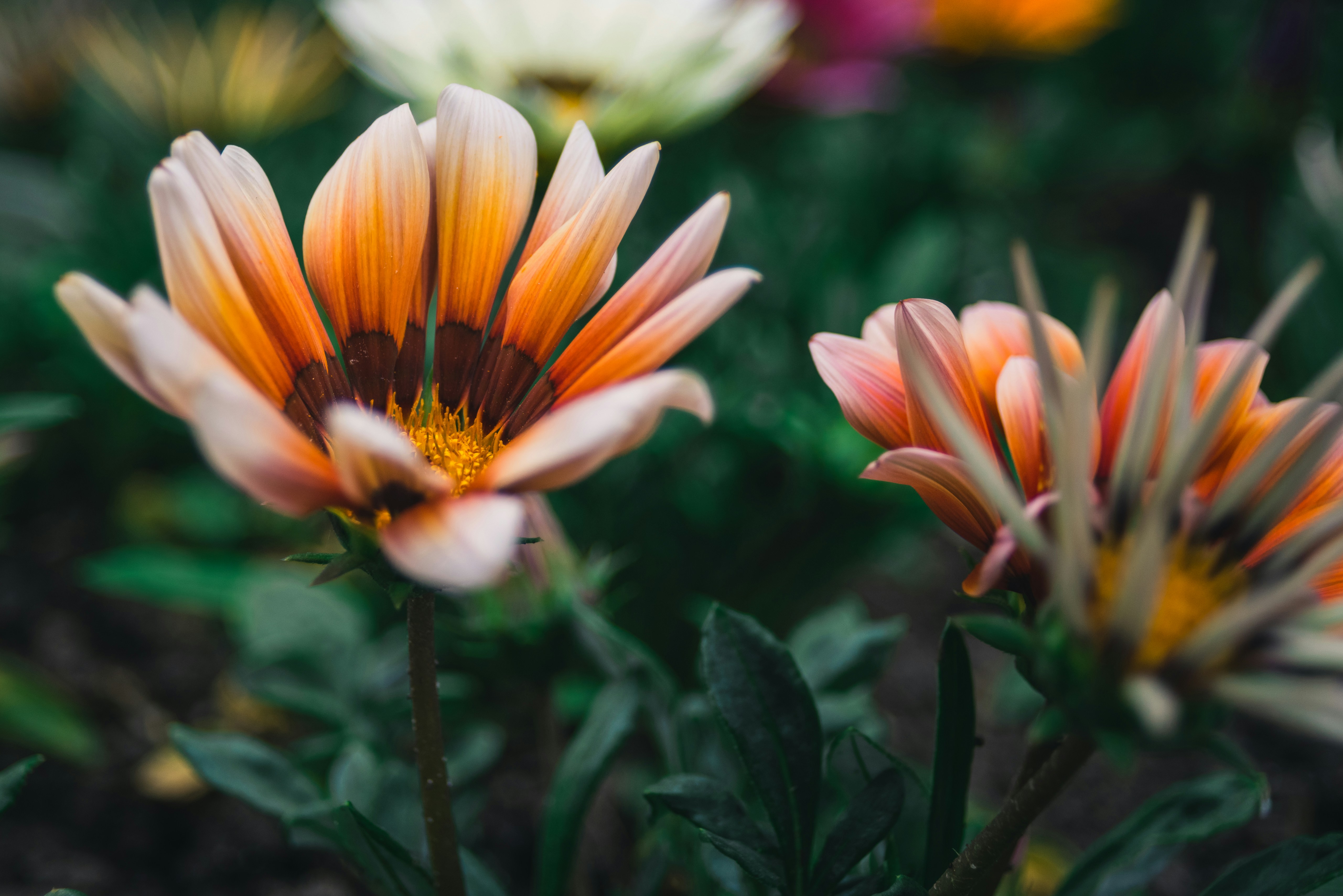 Photo by a_dzhingarov