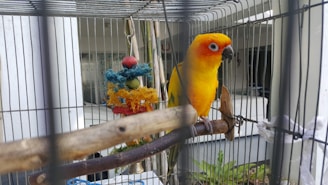 A bright yellow and orange parrot sits on a perch inside a metal cage. The cage contains a colorful hanging toy with blue, red, and yellow elements, located near the bird. The background features blurred greenery and parts of a building structure.