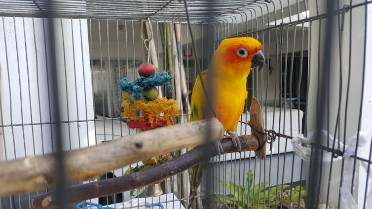 A bright yellow and orange parrot sits on a perch inside a metal cage. The cage contains a colorful hanging toy with blue, red, and yellow elements, located near the bird. The background features blurred greenery and parts of a building structure.