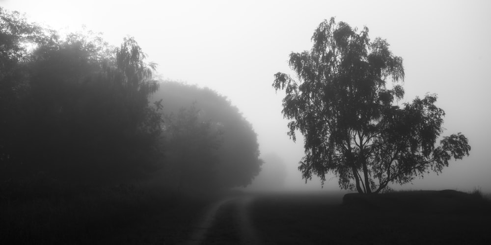 Baum auf Graustufenfoto