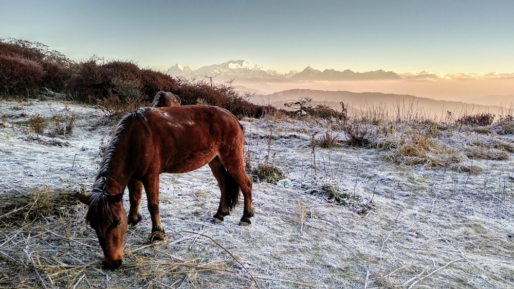 brown horse on field