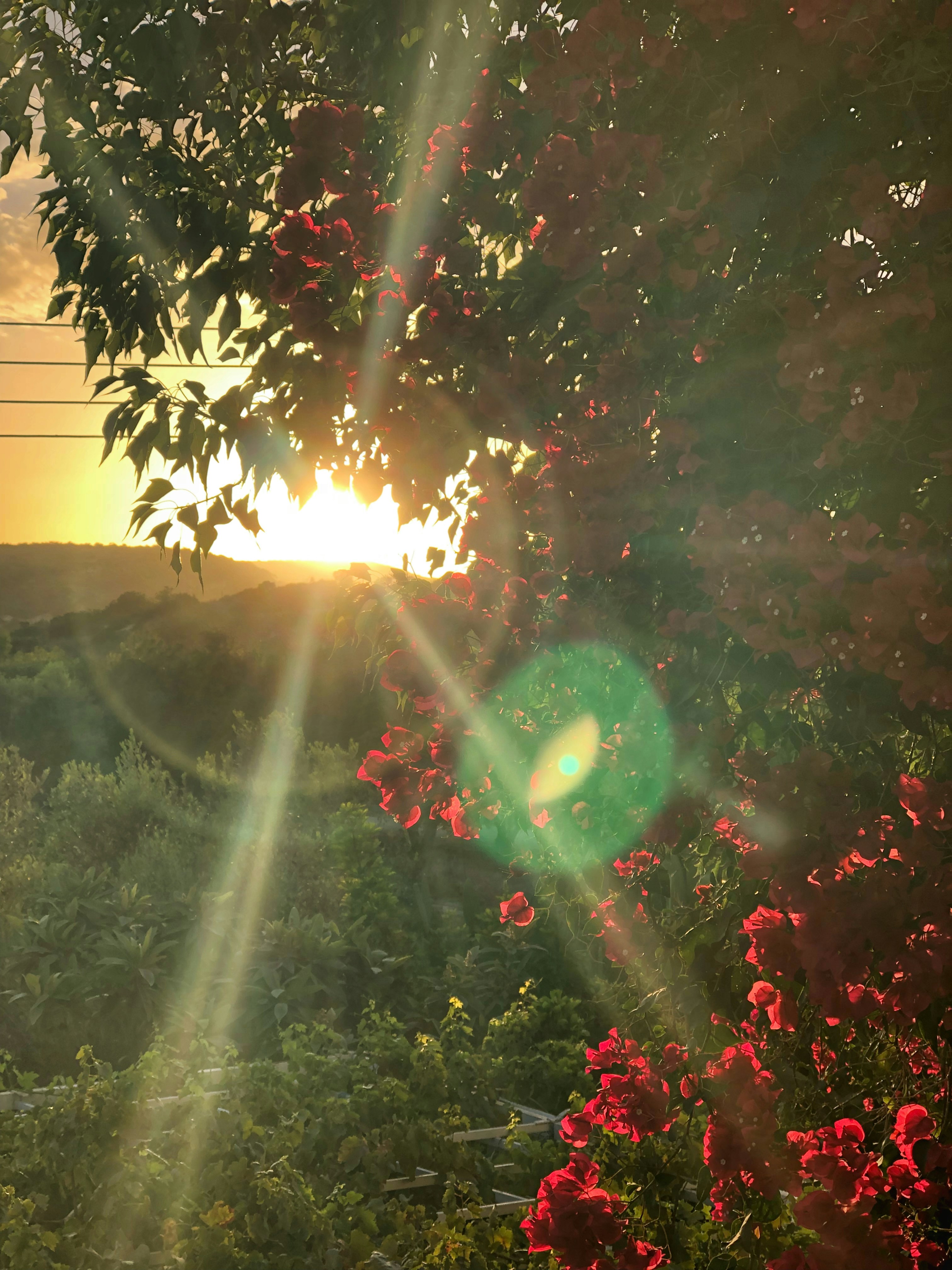 Pacchetto Natura Viva