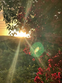 A vibrant photo showcasing a natural outdoor scene with warm lighting.