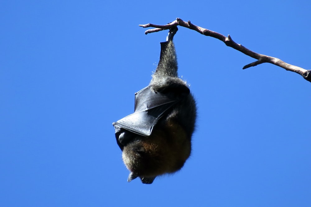Morcego pendurado no galho de madeira