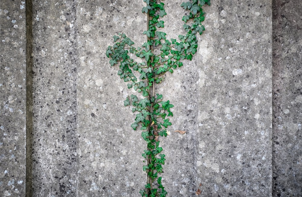 a plant growing out of a concrete wall