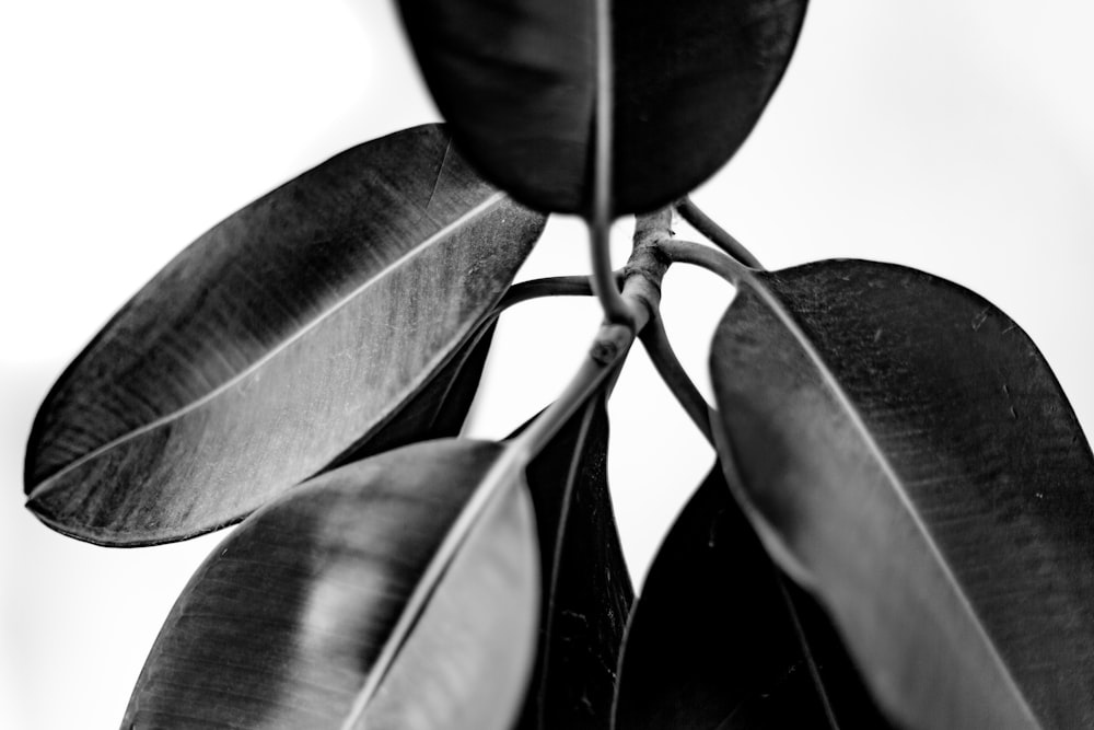 grayscale photography of leaves