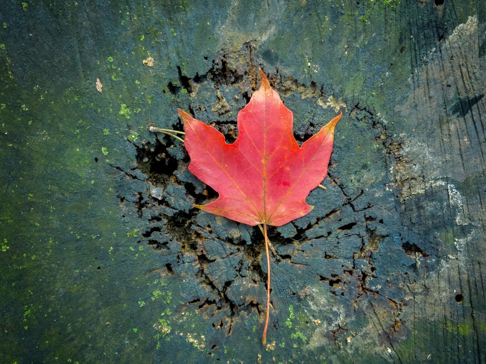 red leaves