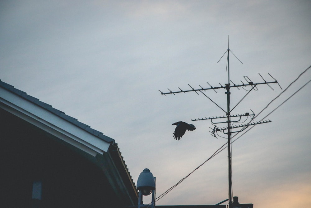 television antenna post during golden hour