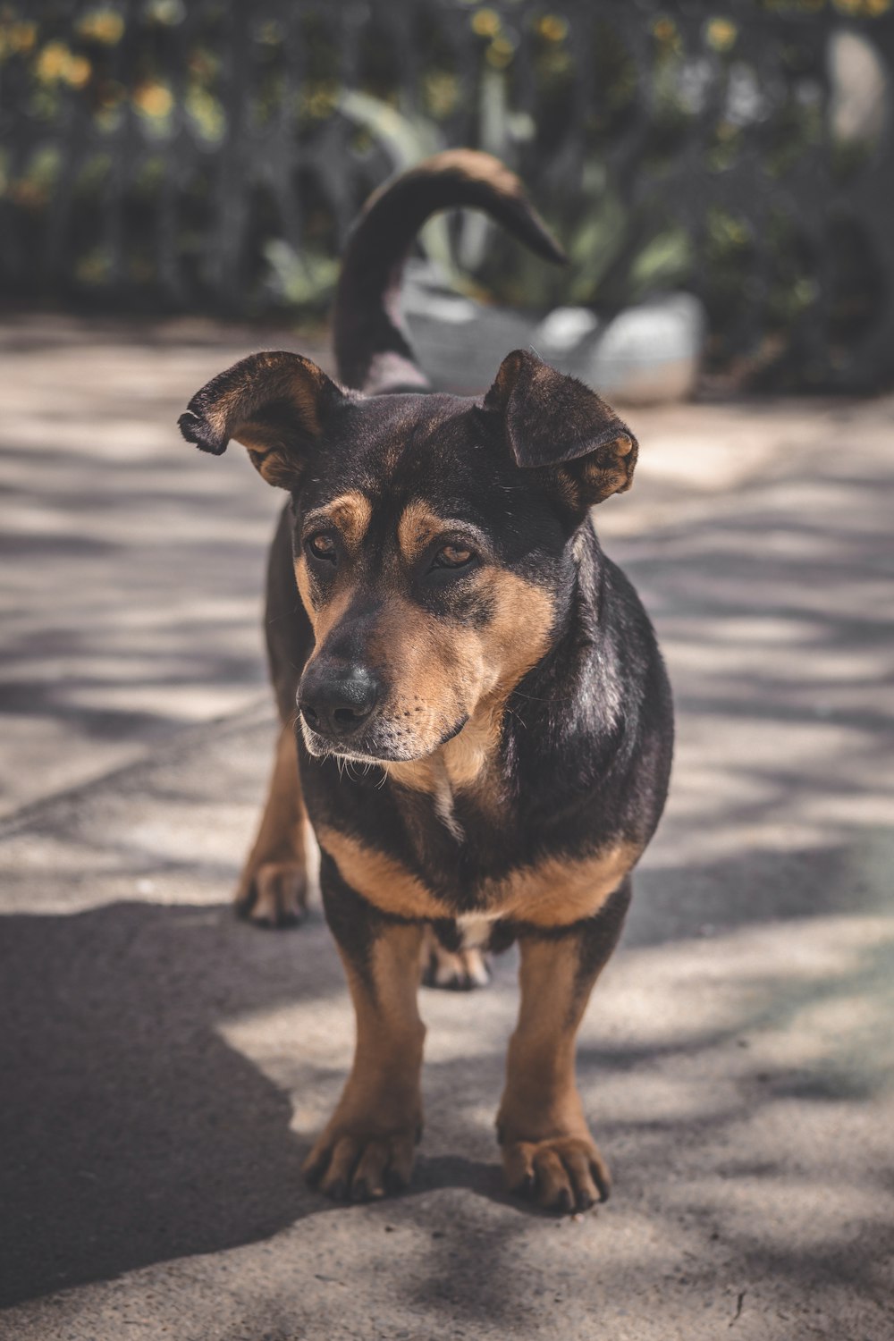 black and white dog on outdoors during daytime