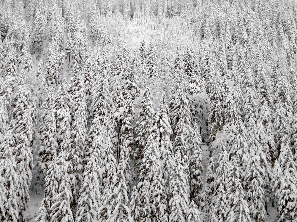 snow covered pine trees