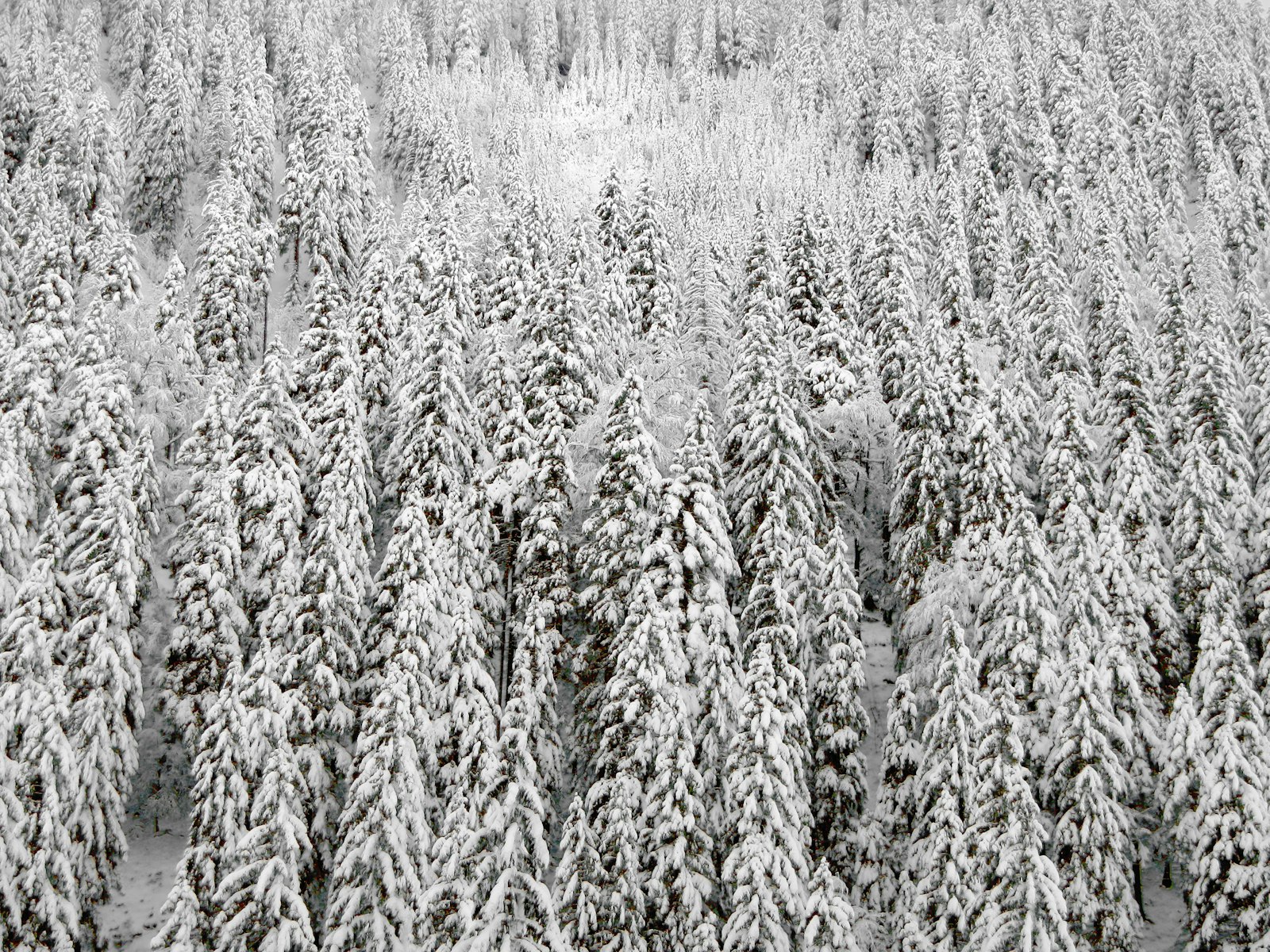 Nikon Coolpix AW100 sample photo. Snow covered pine trees photography