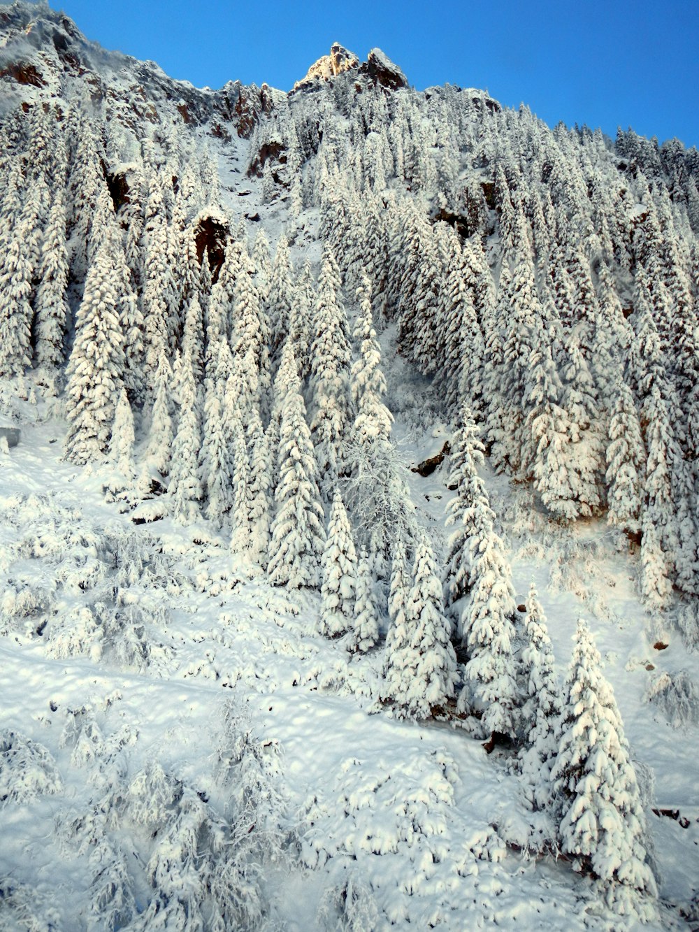 snow capped mountain and pine trees during daytime