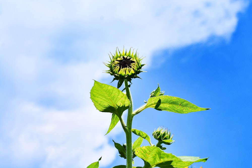 green flower plant under blue and white sky
