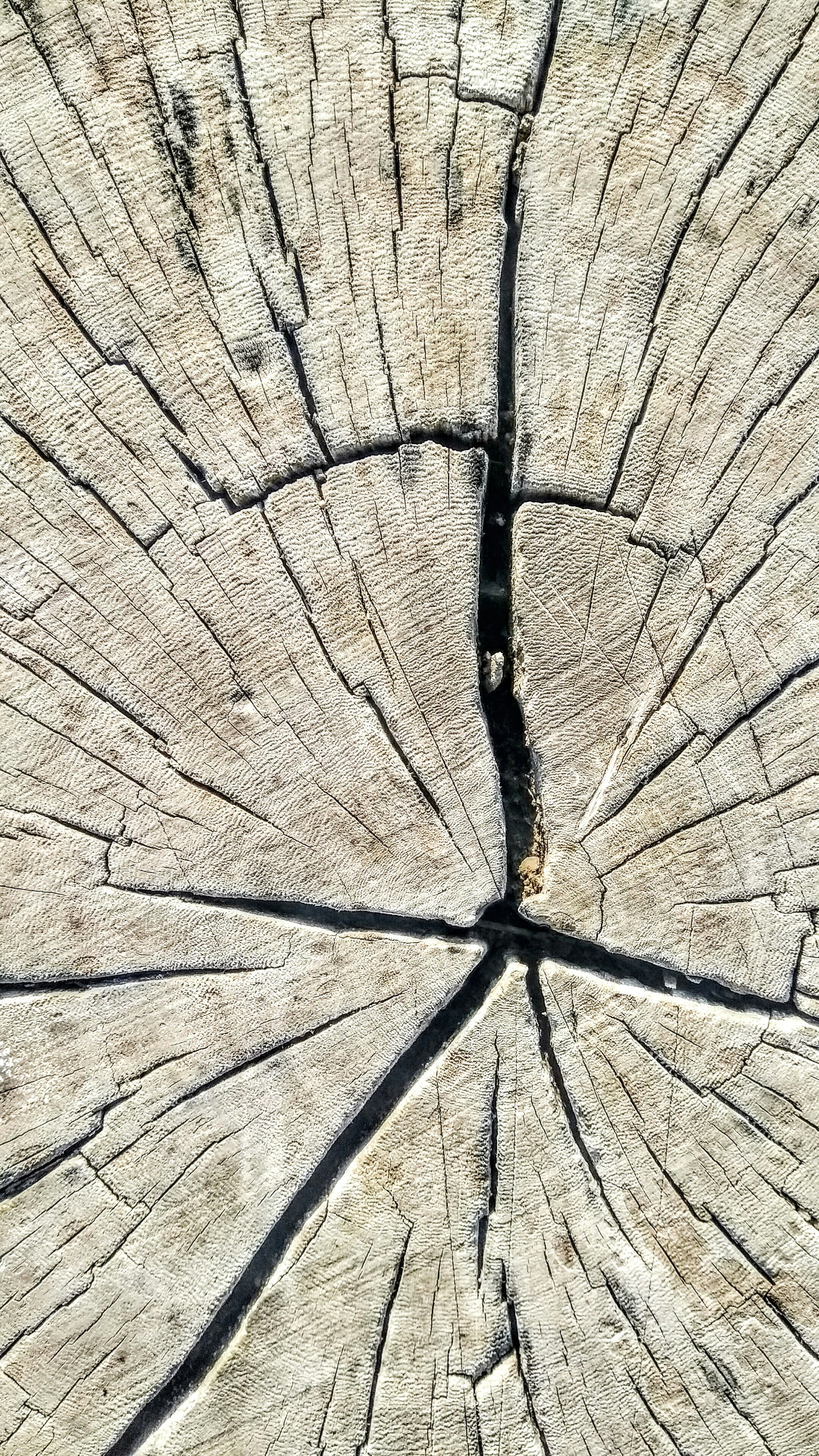 Tree Stump Pictures | Download Free Images on Unsplash