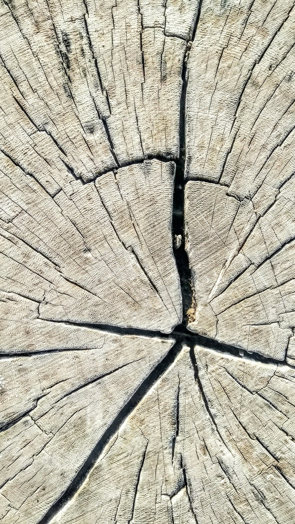 brown wood log