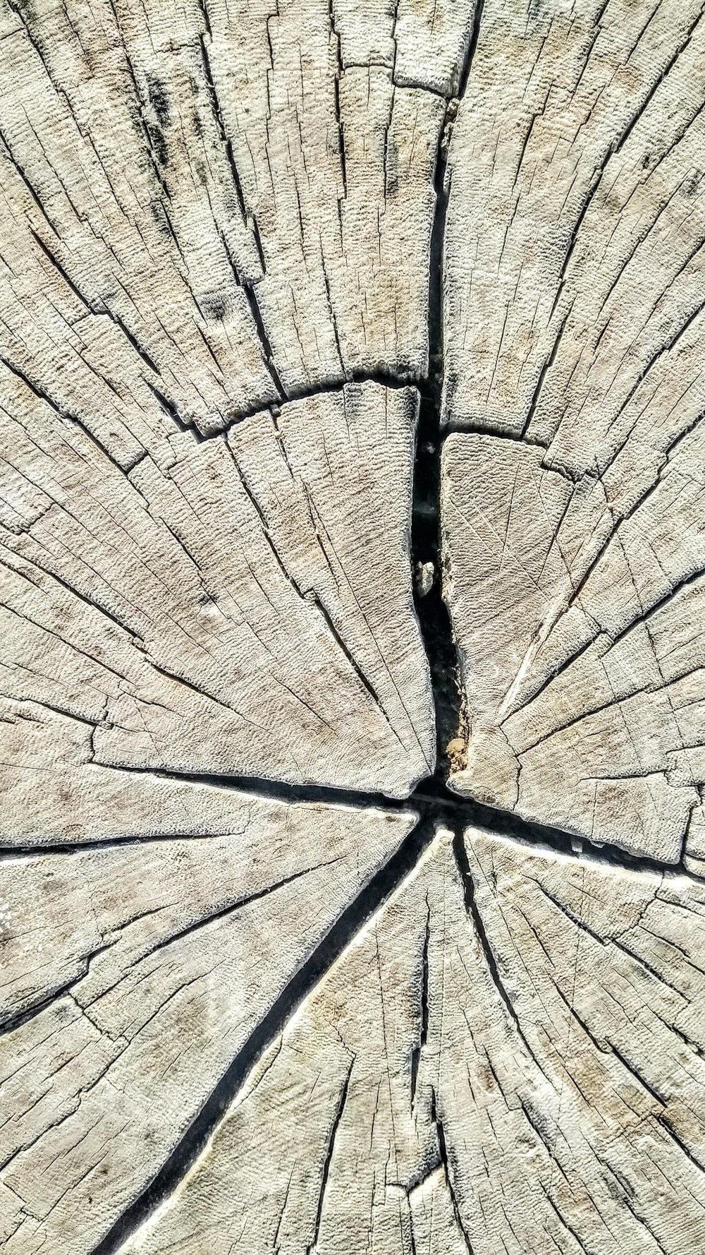 tora de madeira marrom