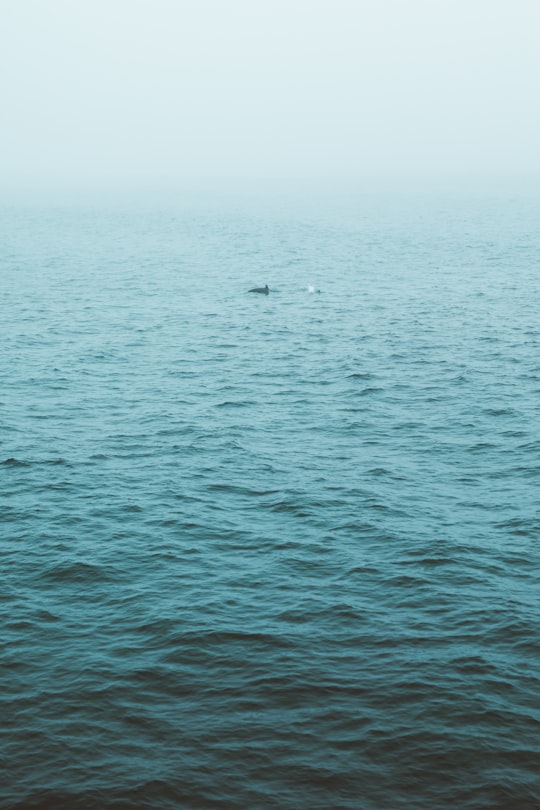 body of water in Manhattan Beach United States