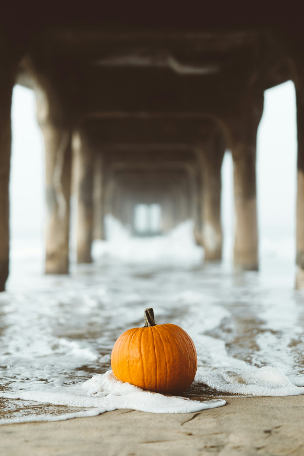 selective focus photography of pumpkin on seashore