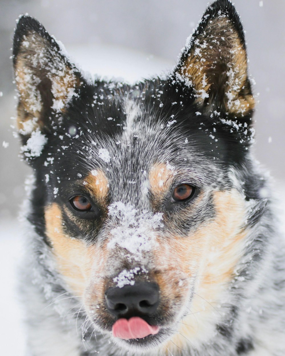 adult blue Australian cattle dog