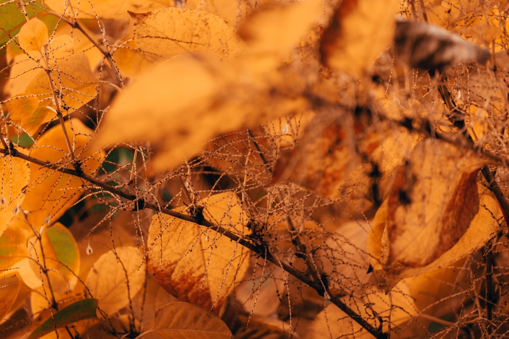 leaves during fall