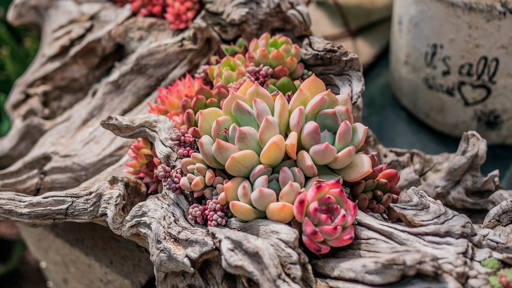 green and red succulents on brown wood