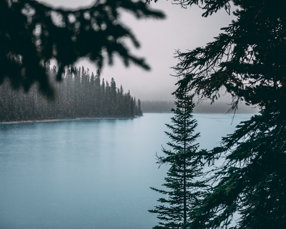 green-leafed tree near body of water