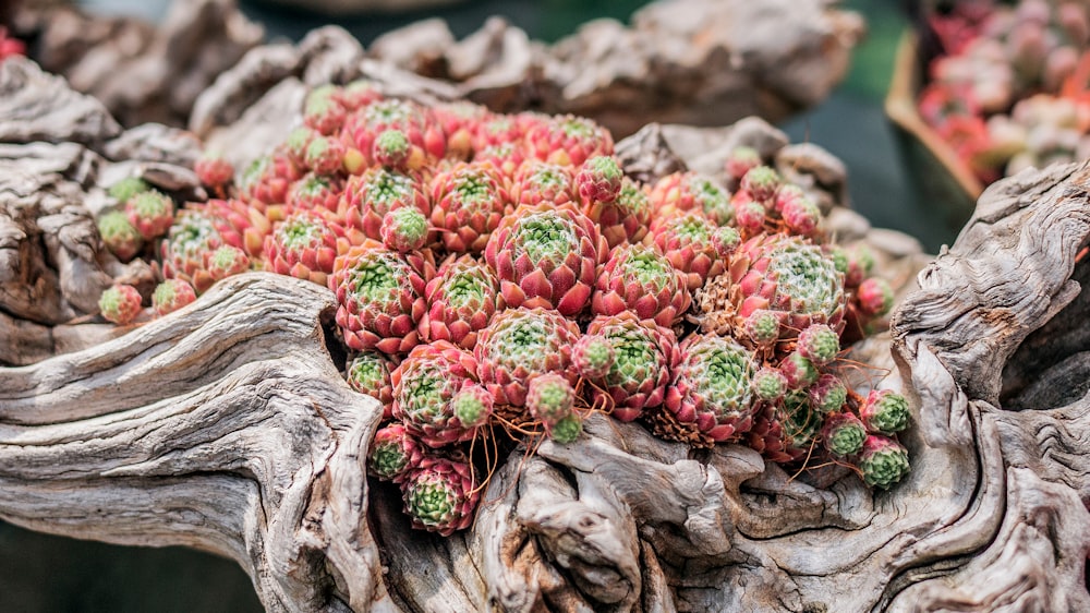 pink and green succulents