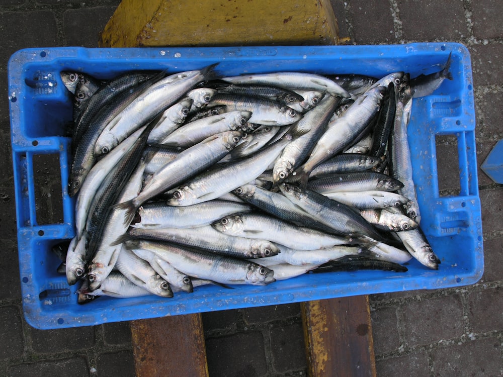 graue Fische im blauen Plastikkorb