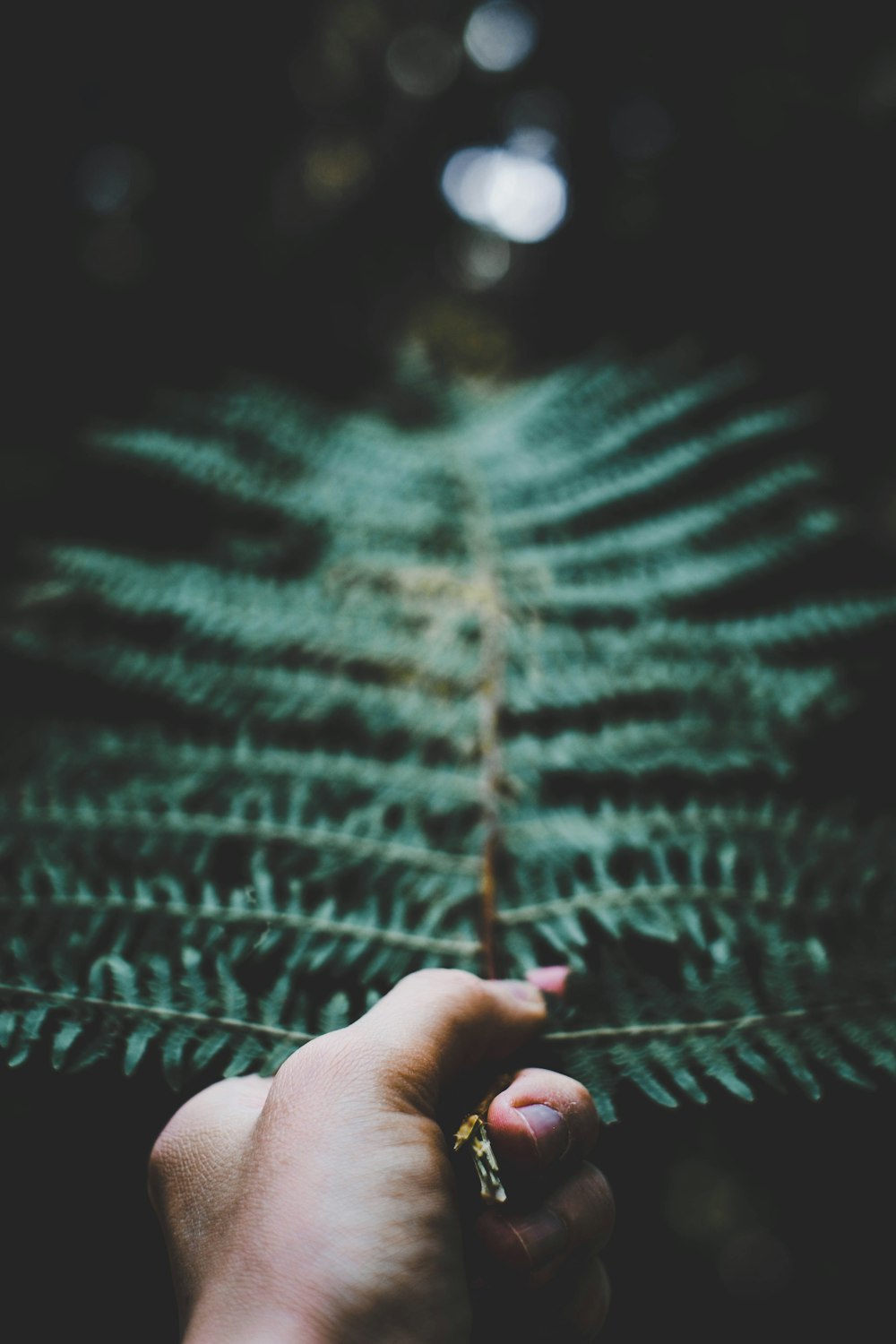 person holding fern plant leaf