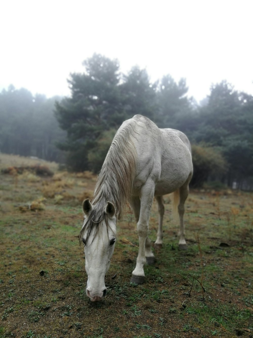 white horse near green trees