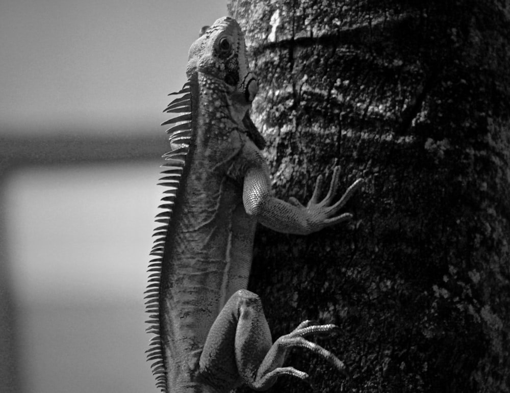 foto dell'iguana in scala di grigi