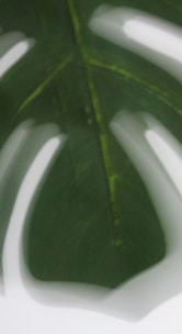 a close up of a green leaf on a white background