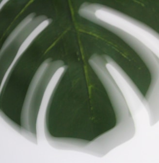 a close up of a green leaf on a white background