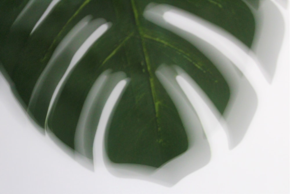 a close up of a green leaf on a white background