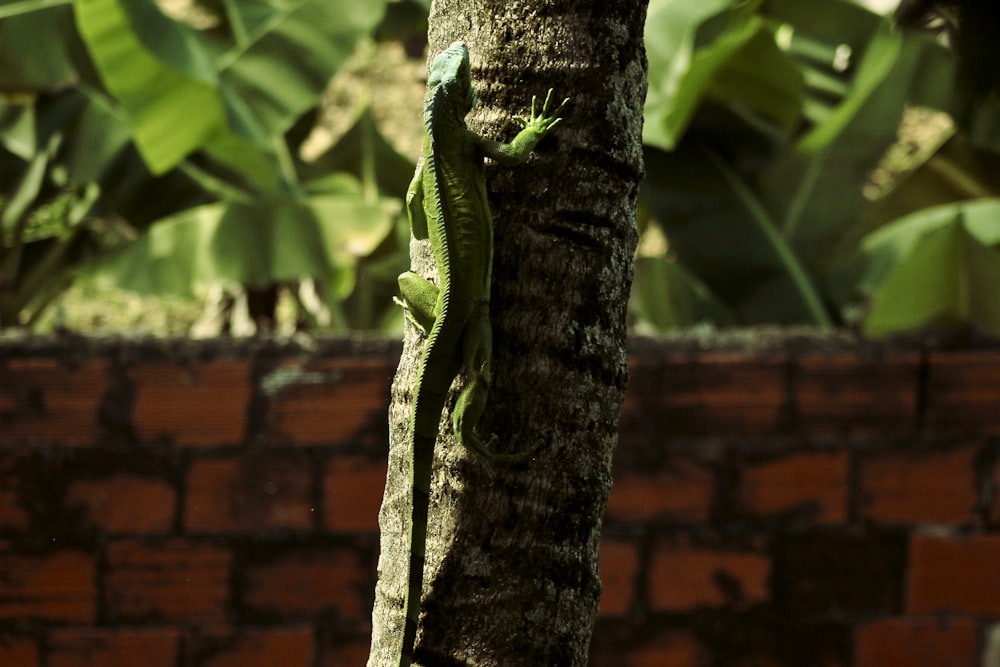 green lizard on tree trunk