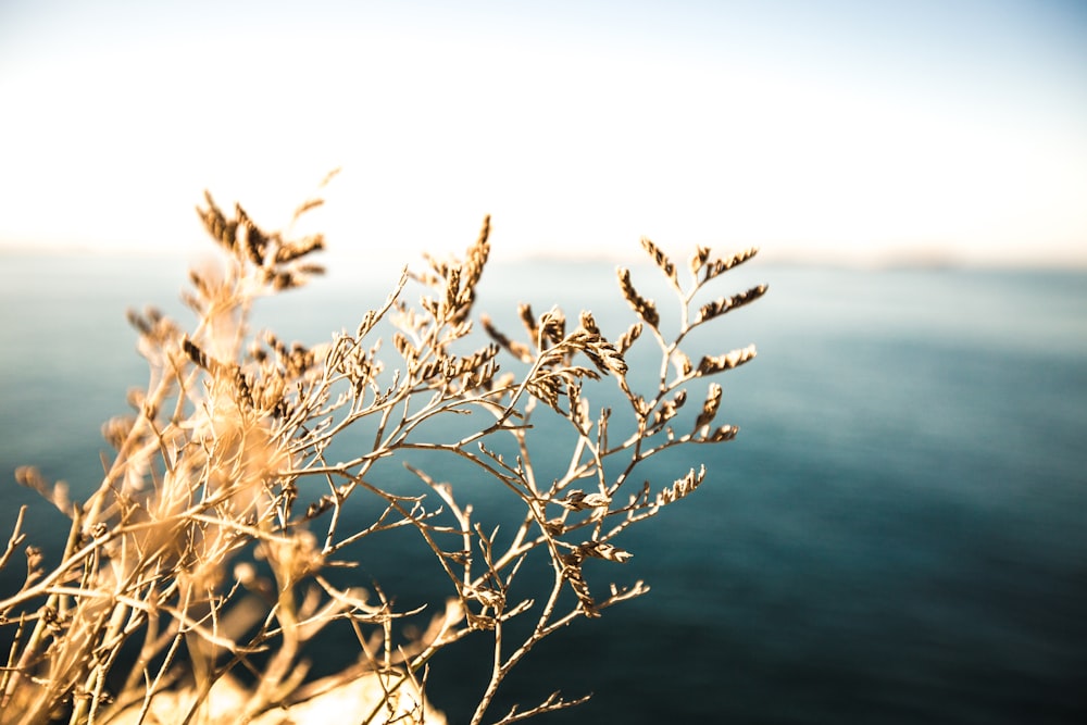 feuilles brunes sur la falaise