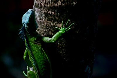 iguana on tree trinidad and tobago teams background