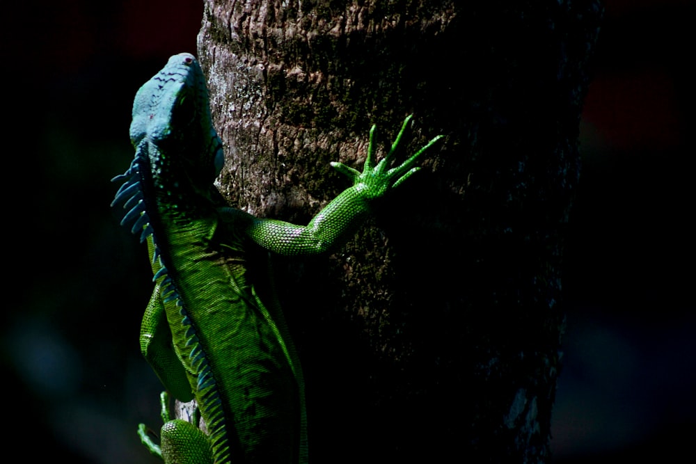 iguana na árvore