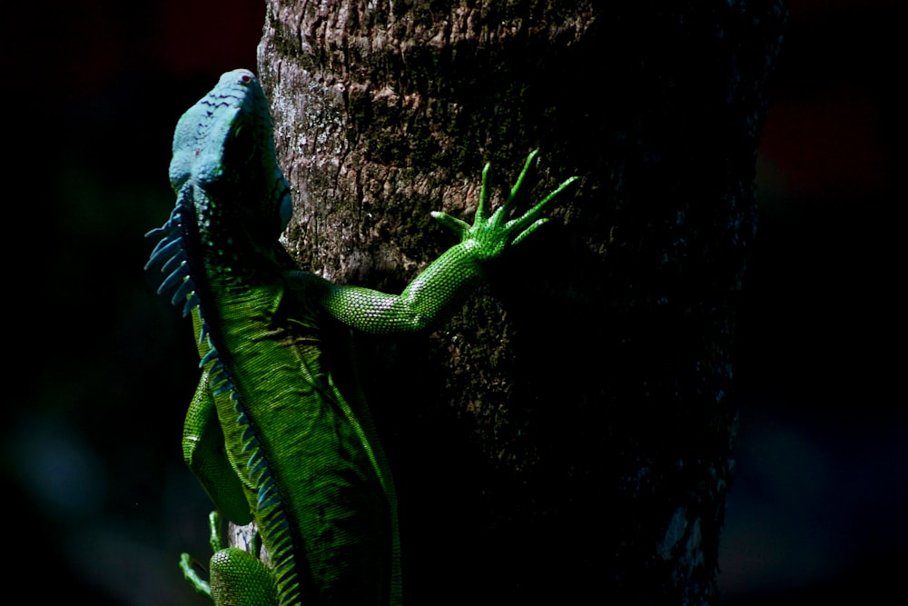 Leguan auf Baum