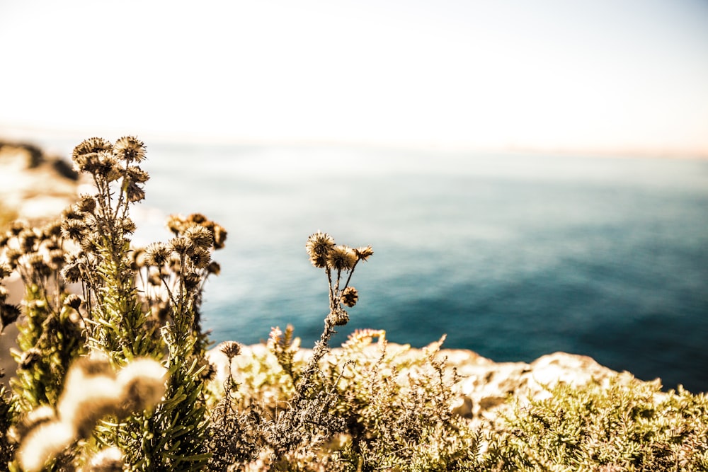 selective focus photography of flowers on cliff