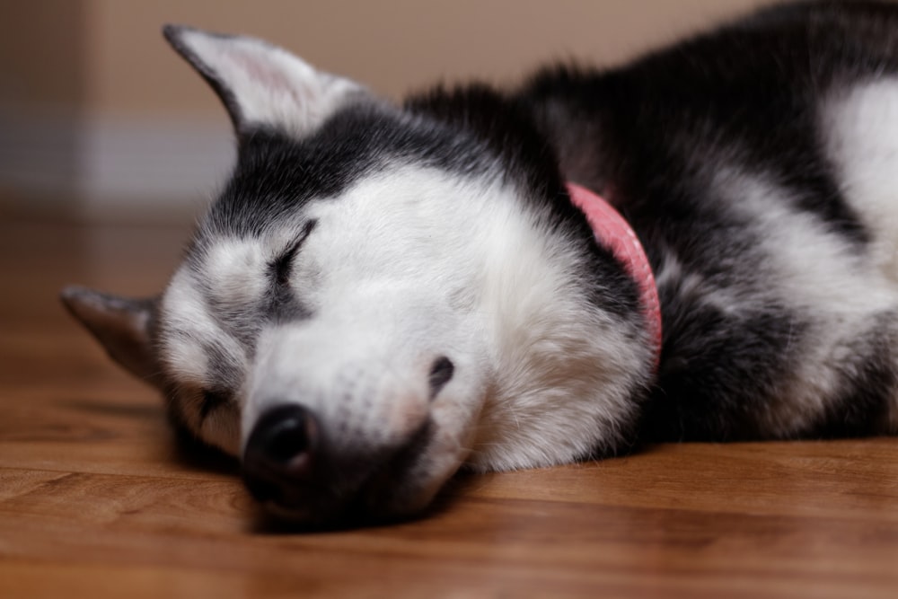 white and black Siberian husky lying on wood floor selective focus photography