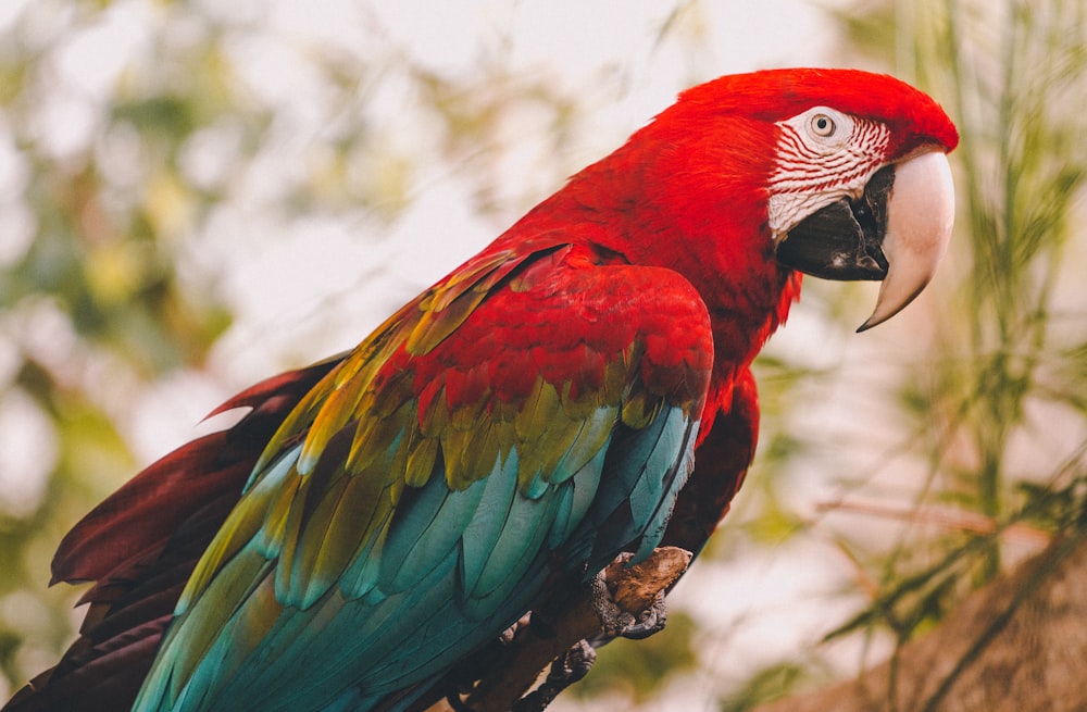 uccello rosso, blu e verde sull'albero in fotografia ravvicinata