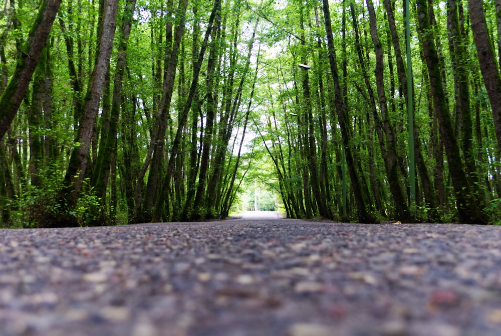 green leaf trees at daytime