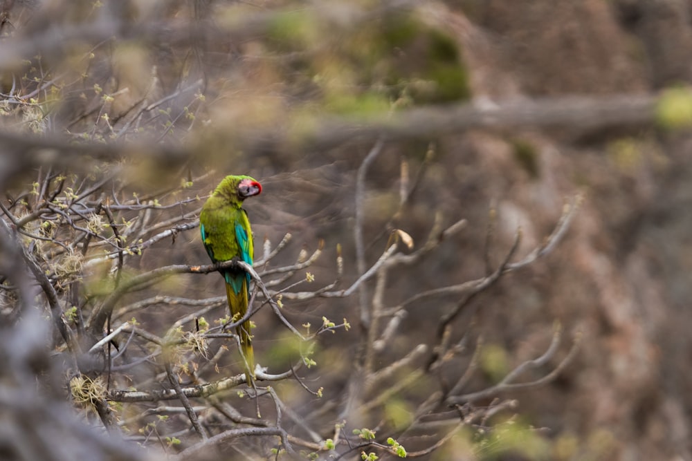 selective focus photography of military macaw perching on branch of tree at daytime
