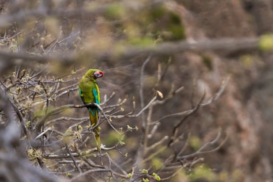 selective focus photography of military macaw perching on branch of tree at daytime in Biosphere Reserve Tehuacán-Cuicatlán Mexico