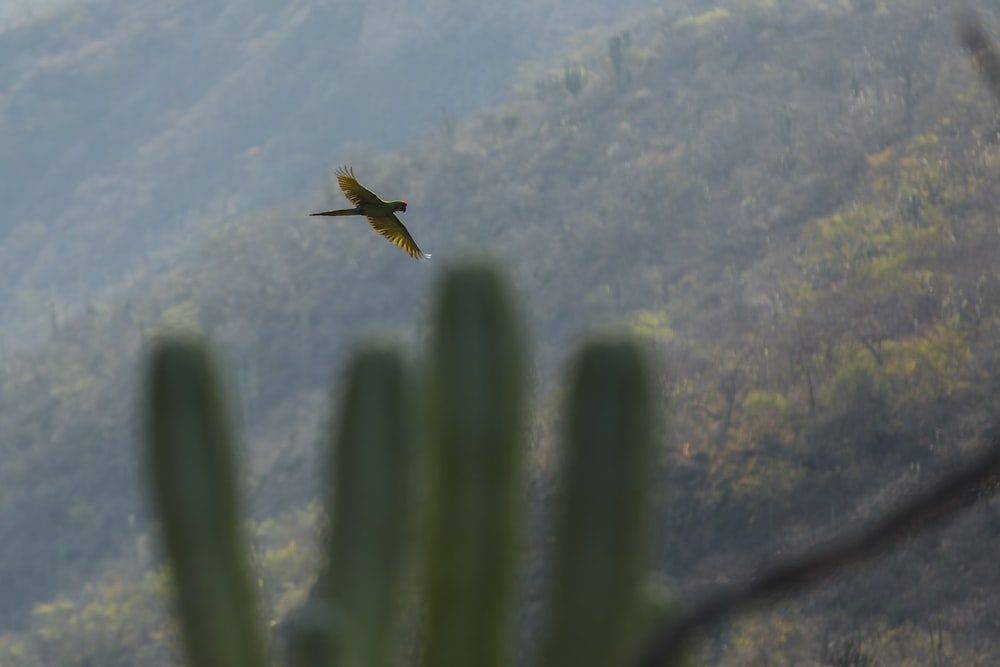 bird on shallow focus lens